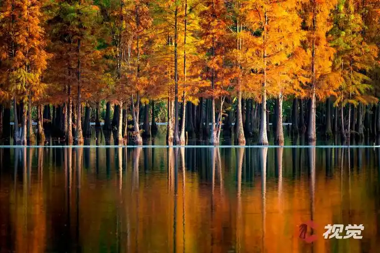 c视觉云游天府(61)|成都这片水上森林点燃这个初冬_四川在线