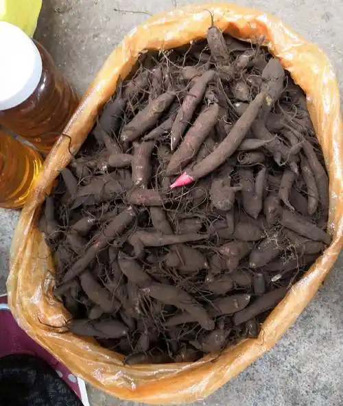 在菜市场拍到的,不是常常能遇到这个就是云南人才敢吃的"大草乌".