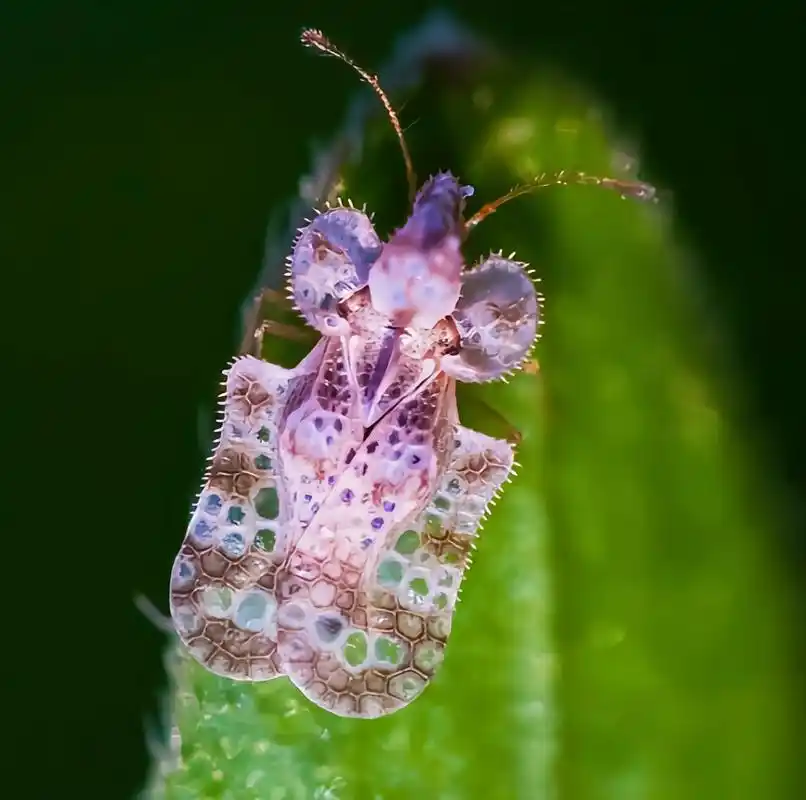 每天认识一种昆虫——网蝽 网蝽是半翅目,网蝽科的统称,包括长头网蝽