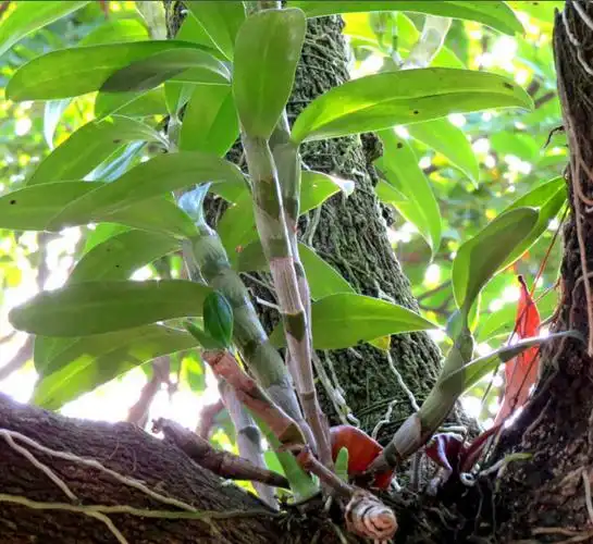 石斛有几种哪种最好石斛有几种哪种最好石斛有几种哪种最好