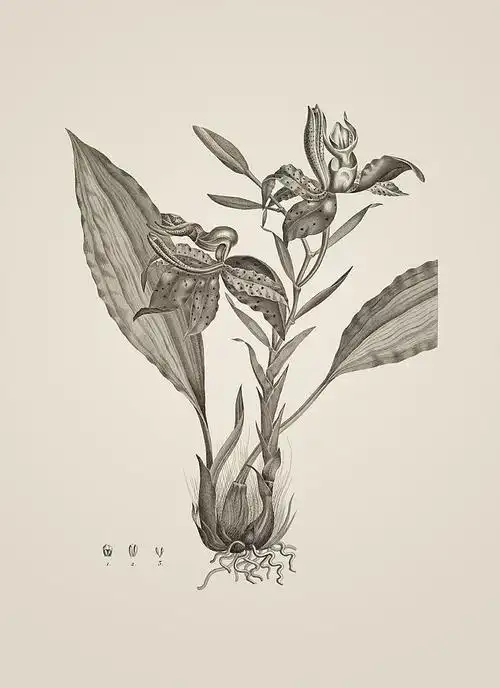 植物图谱素描集 (26)