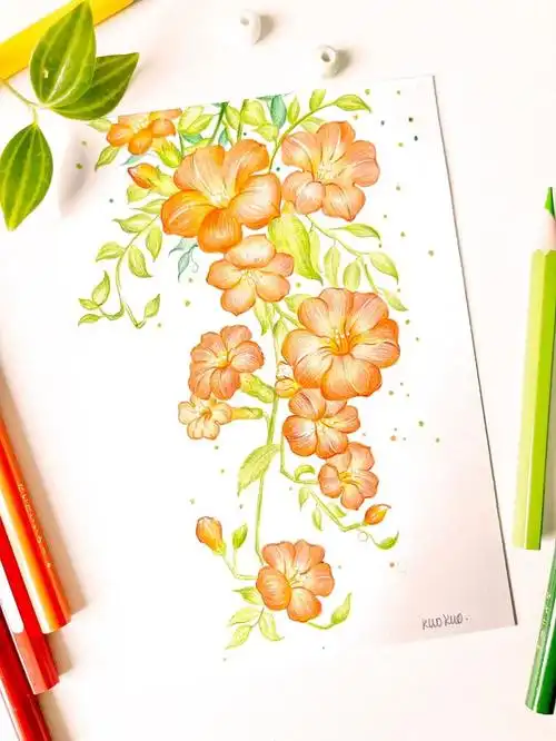 凌霄花分解画法彩铅绘画教程画画如此简单