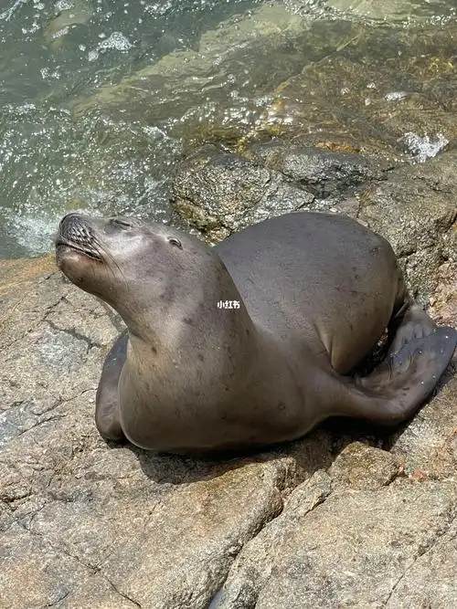 海狮抓拍到过分销魂的表情
