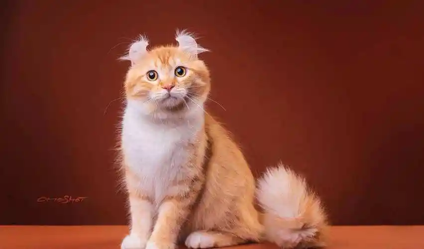 美国卷耳猫优点和缺点,美国卷耳猫的6大优点