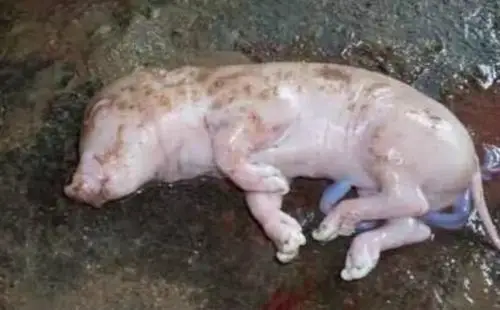 母猪流产死胎怎么回事?母猪流产是什么症状?母猪流产后怎么治疗?