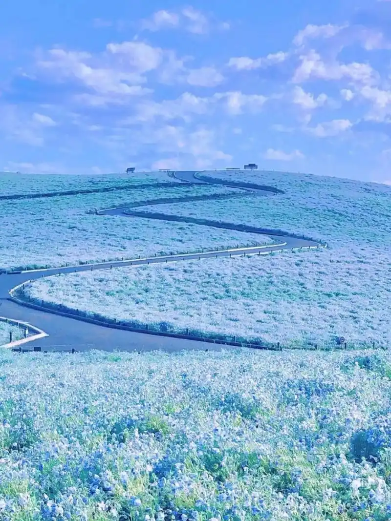 蓝色花海的魅力9797这里就在日本 99kurihama flower park