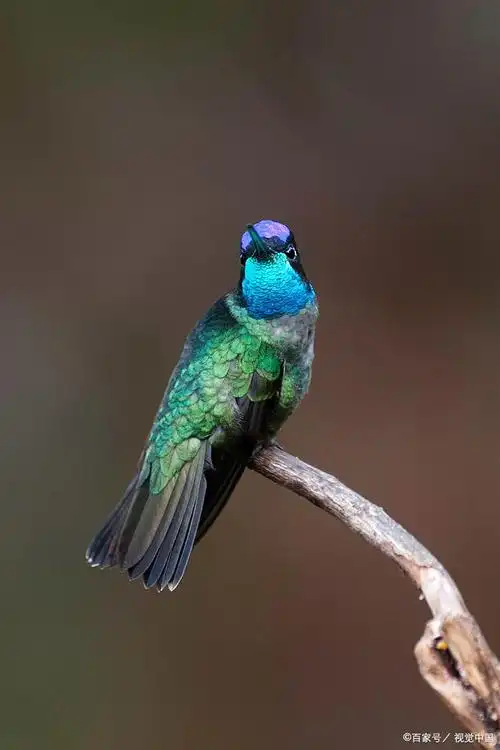 天堂鸟之柔美绽放:羽翼轻柔,挑战立足之艺