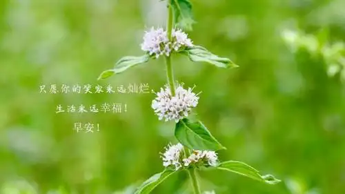 朋友圈最暖心早安说说配图