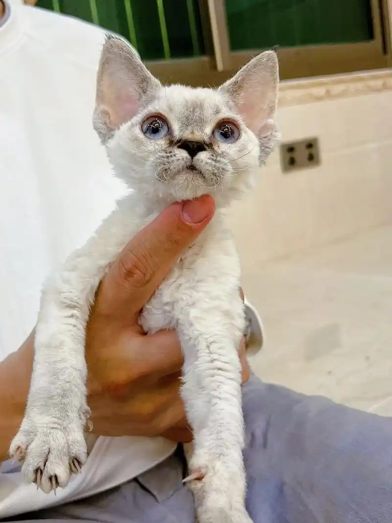 山猫色德文卷毛猫 "乳名:嫚嫚 性别:女孩 96 高雅的毛色,配上带有瞳