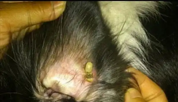 狗身上有蜱虫怎么办?