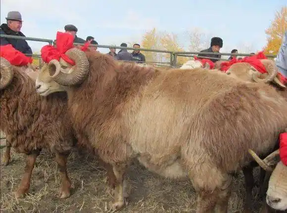 都说新疆的羊好,到底好在哪儿?_烤肉_巴什拜_品种