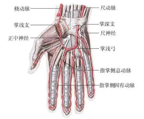 桡动脉|肌腱|尺动脉_网易订阅