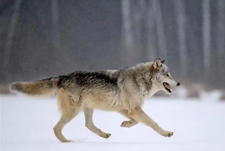 狼道:真正厉害的人,往往都具备一种很高级的生存智慧,你具备吗_公狼