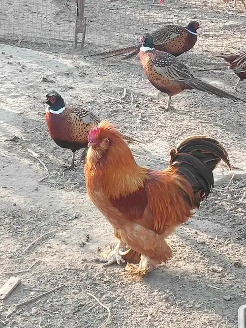 火热销售中,自家养的散养七彩山鸡,柴鸡,现有2年野山鸡白条,柴鸡蛋,散