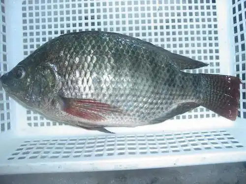 冷冻罗非鱼