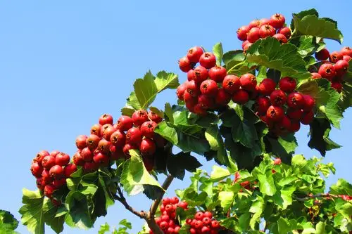 故乡山楂红满天