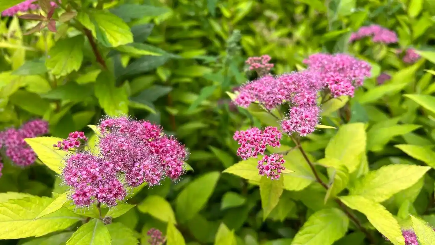 春天花会开|金焰绣线菊.春天花会开|金焰绣线菊 花语:努力17 - 抖音
