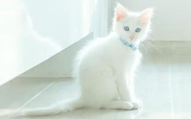 1/8 宠物摄影图集,这么可爱的白色猫咪任谁抱着都爱不释手吧?