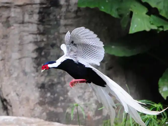 金华市成功救护国家重点保护野生动物白鹇 | 多鸟元素