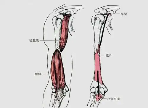 肱肌丨站姿哑铃锤式弯举动作细节练出男友力爆棚的麒麟臂