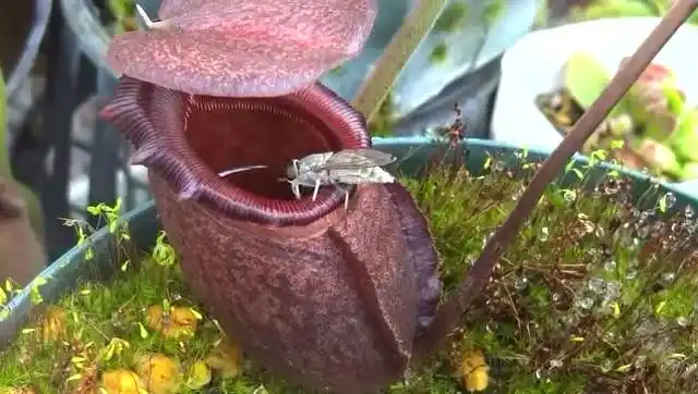 实拍猪笼草捕食苍蝇的过程,看完吓出一身冷汗