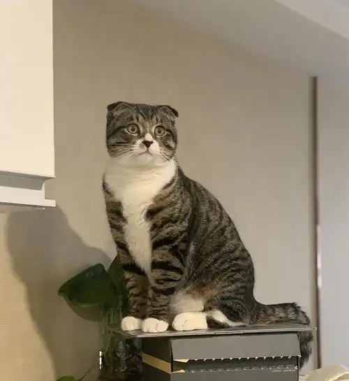 我家猫是折耳美短和狸花的串,也是折耳,尾巴没有僵直但是最近坐着背很