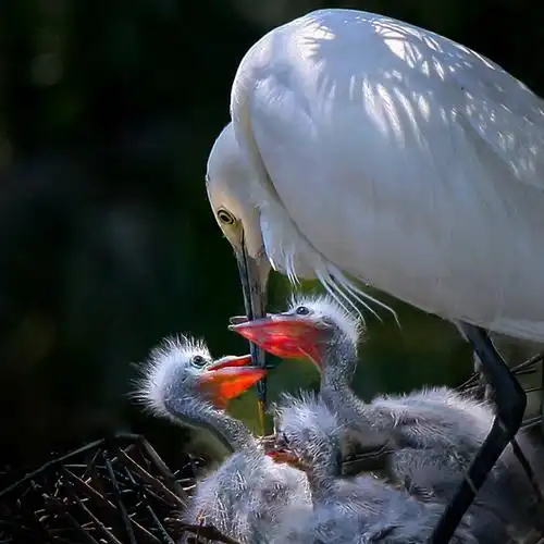 《哺育》野生白鹭哺育刚出生的小白鹭.摄于福安湾坞.