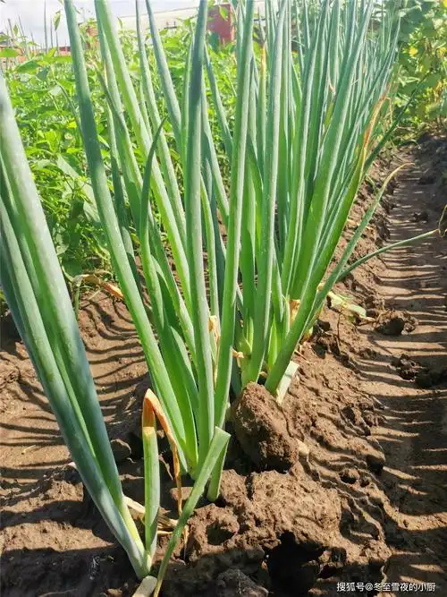 原创8月,最好吃的菜,就属东北农家菜园子里的蔬菜,城市里吃不到