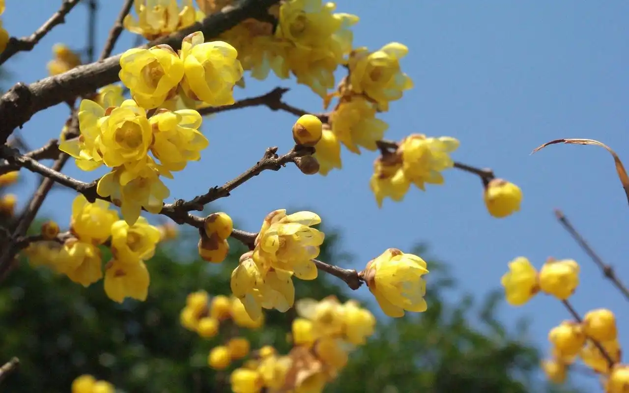 腊梅花图片高清电脑桌面壁纸,分辨率:1920x1200