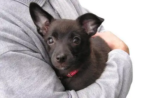 (怎样抱狗狗才是正确的姿势)-56宠物网