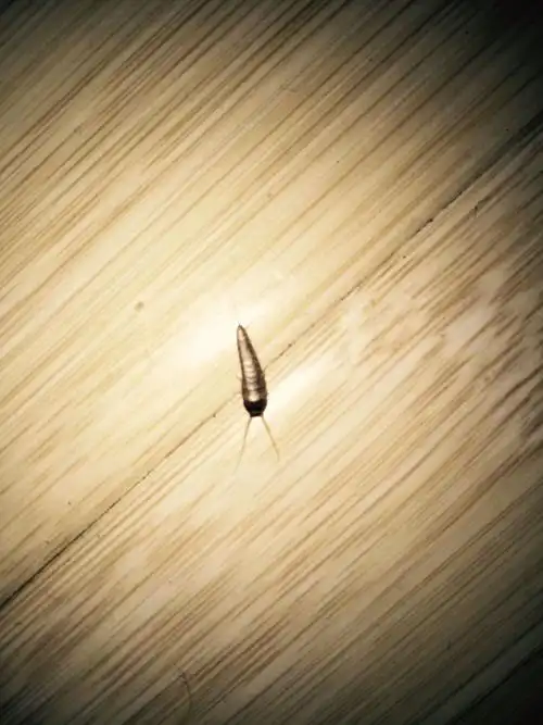 问:只有半夜出没的1cm虫子是什么虫子,如何处理家里半夜经常出现很多