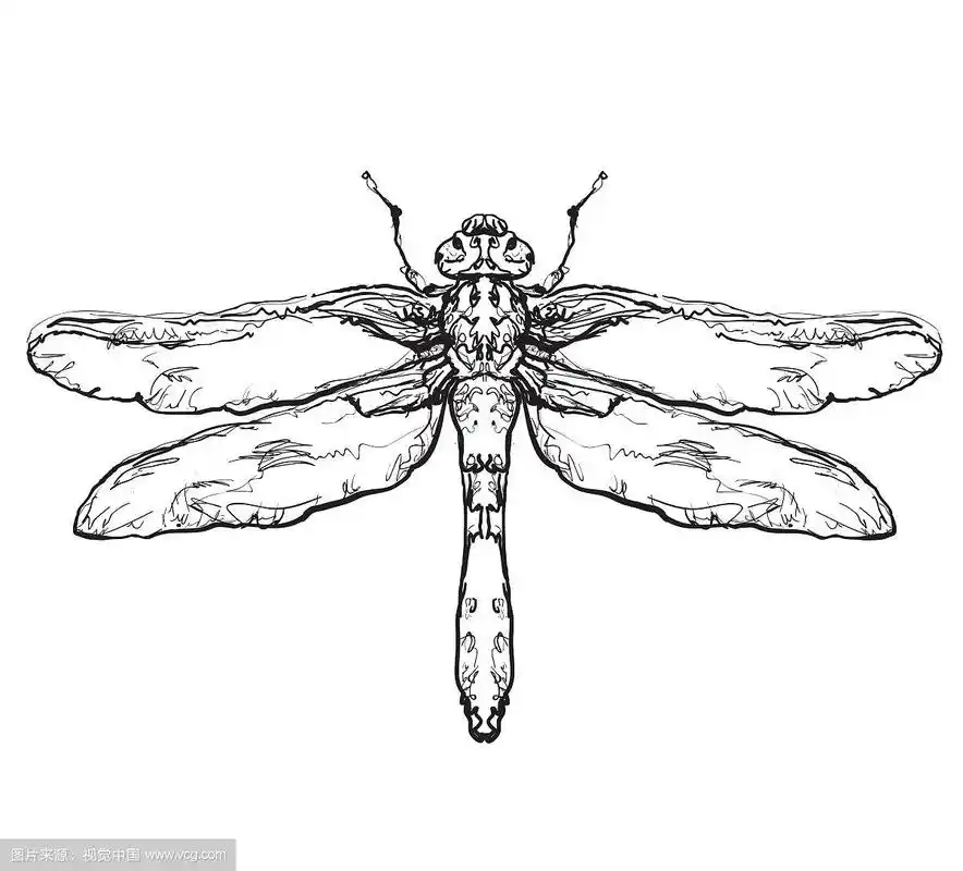 蜻蜓黑色昆虫素描