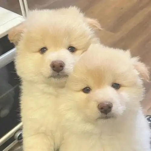 2023高清超萌狗狗治愈系情侣头像_情侣头像_我要个性网