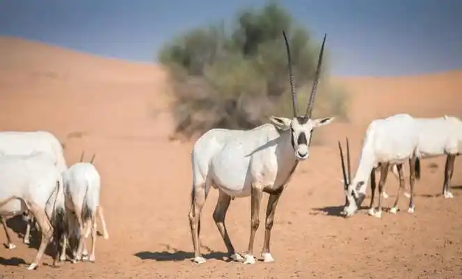 国际生物多样性日| 亚洲野生动物面临的生存危机