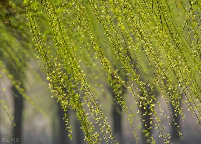 自己正在柳树优美句子_晶羽文学网