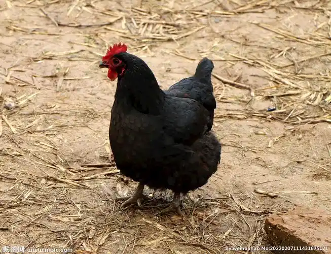 黑母鸡图片
