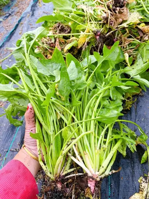 过冬菠菜种植大丰收