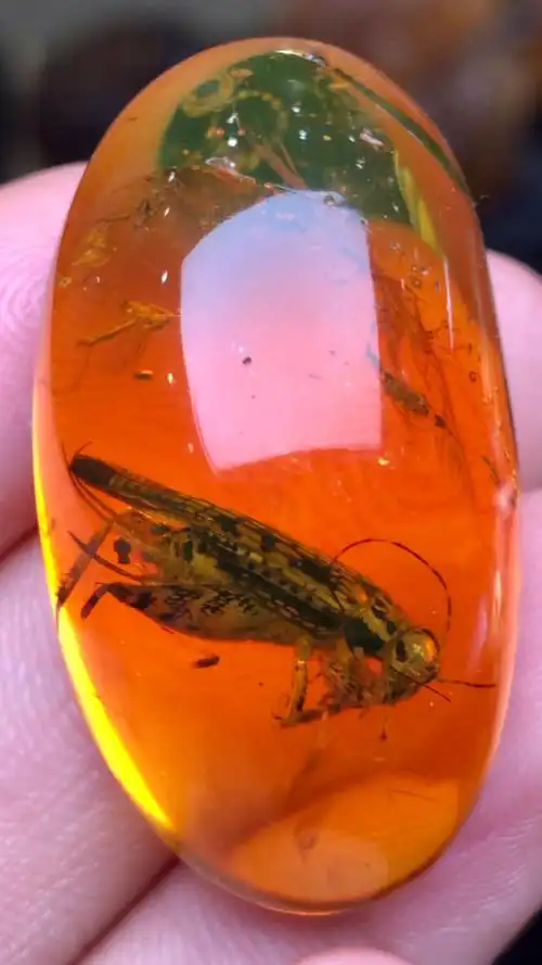 缅甸琥珀#亿年前的虫子