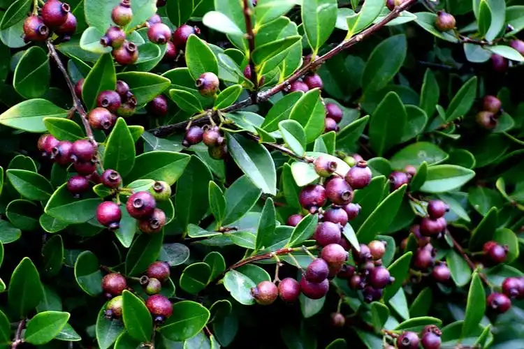 赤楠桃金娘科蒲桃属