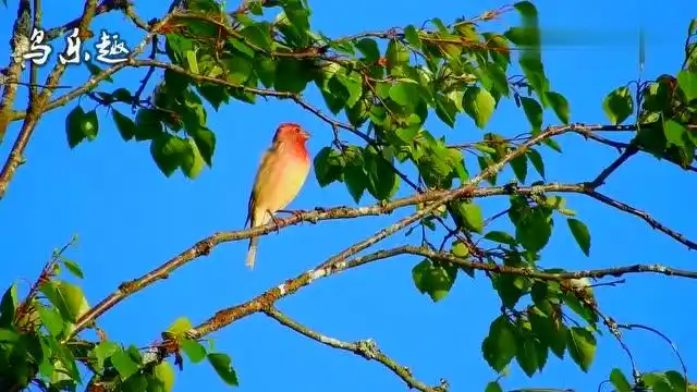 麻料鸟叫声纯欣赏压口叫声非常经典值得收藏