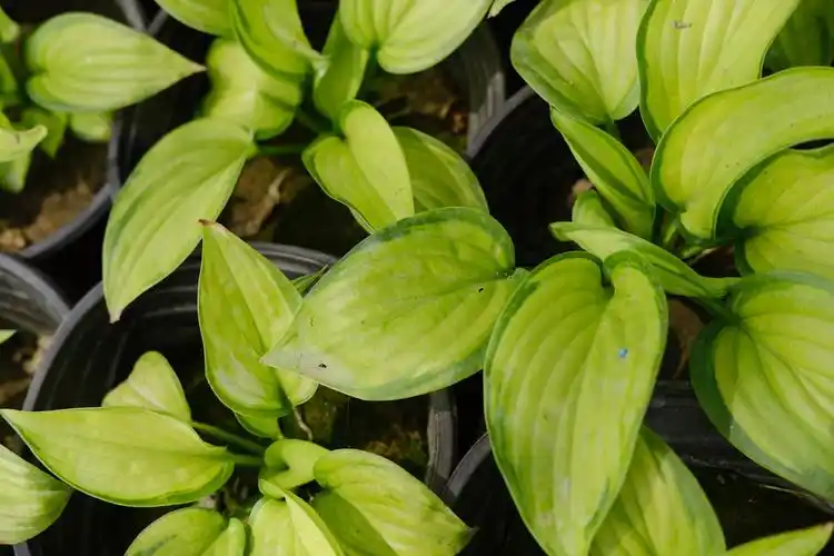 玉簪花是一种典型的阴性植物,它喜欢阴湿环境,生长期间被强光直射