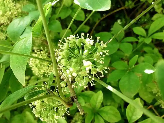 五加?植物景观随拍