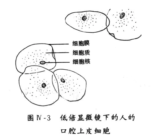 口腔上皮细胞生物简图 急需!