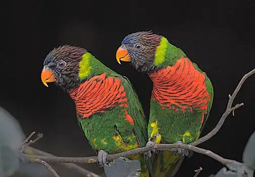 吸蜜鹦鹉图片_吸蜜鹦鹉图片大全_吸蜜鹦鹉图片素材