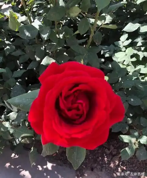 分享漂亮的大红花