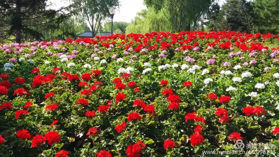 长春百花园(一)手机拍摄