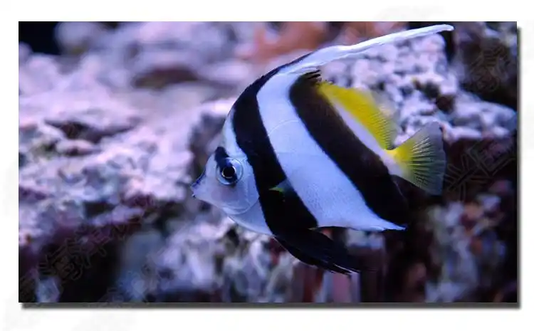 黑白关刀鱼 海水鱼活体 观赏宠物鱼神仙鱼长鳍关刀鲽鱼快递包活