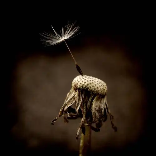 无人,方图,室外,特写,白天,植物,蒲公英,乌克兰,枯萎,茎,种子,首都,两