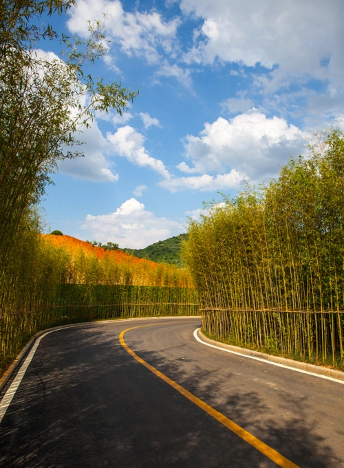 竹在景观中的应用