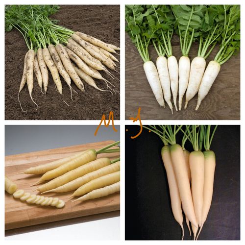 胡萝卜白色绸缎f120粒口感甜脆味道不错水分家庭园艺种子